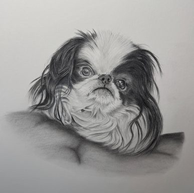 Pong Ping - Japanese Chin