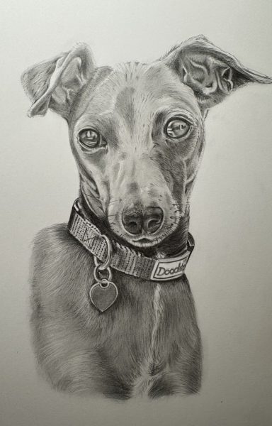 Flow - Italian Greyhound