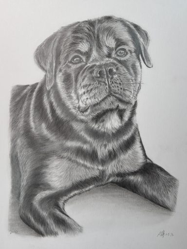 Jaigo a one year old Rottweiler Jaigo a one year old Rottweiler