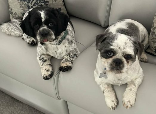 Shih tzus on Leather Sofa original photo Shih tzus on Leather Sofa original photo