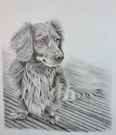 Peach - Dachshund
