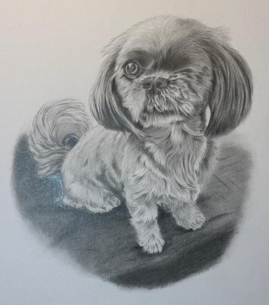Polly - Shih Tzu