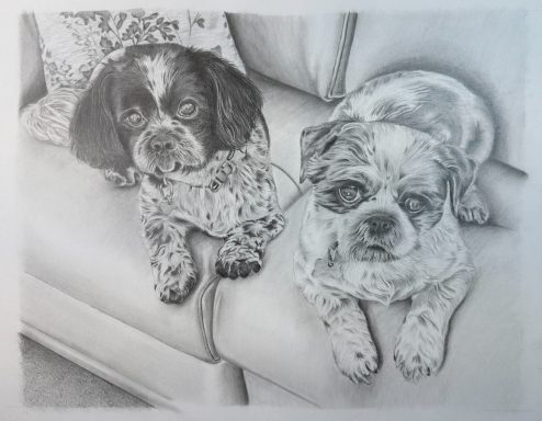 Shih tzus on Leather Sofa Shih tzus on Leather Sofa