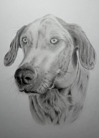 Hella - Catahoula Leopard Dog