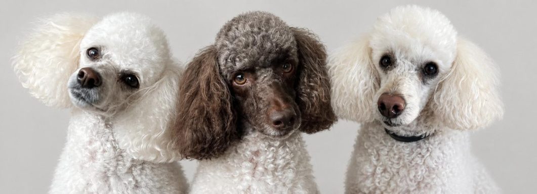 Rupert-Freddie-Bentley Photo Rupert-Freddie-Bentley