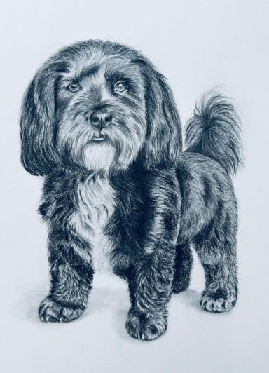 Maddy Havanese Maddy Havanese