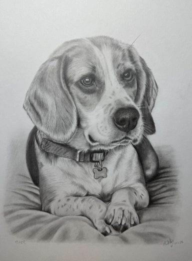 Piper - Beagle